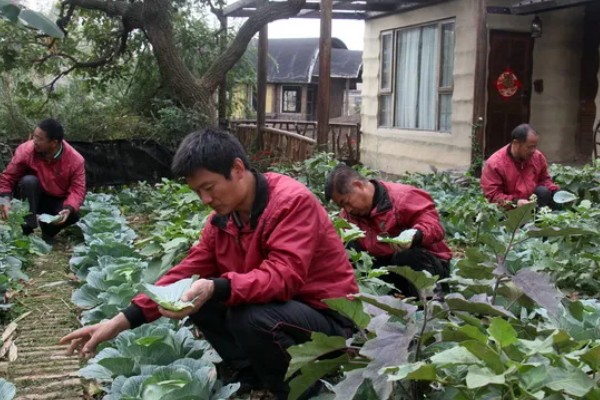 玉肥适合哪种植物，适合金樱花、黄杨、丁香等
