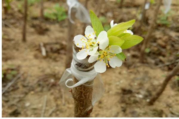 茜之塔的形态特征，其叶片呈心形或长三角形