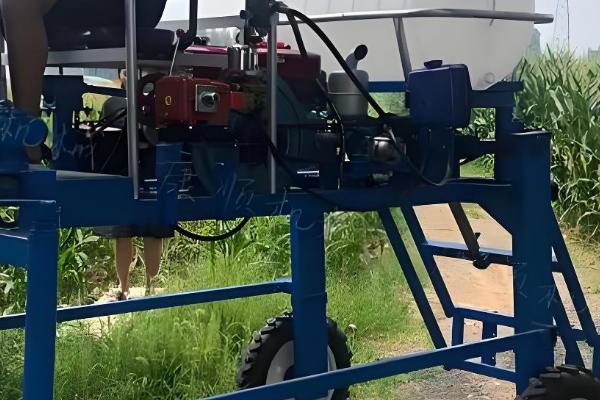 茜之塔的形态特征，其叶片呈心形或长三角形