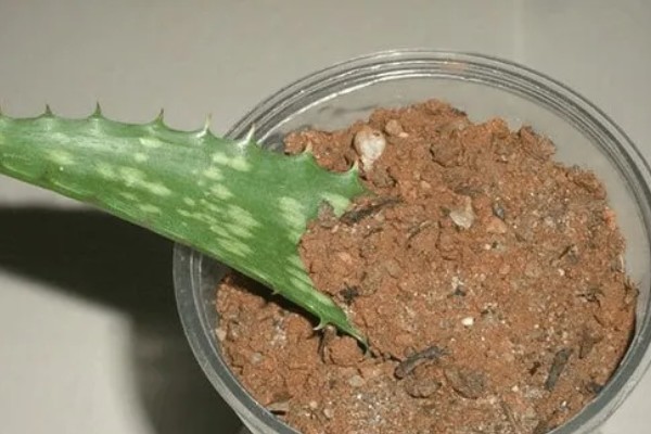 圣甜翡月玉米品种简介，属鲜食甜玉米品种