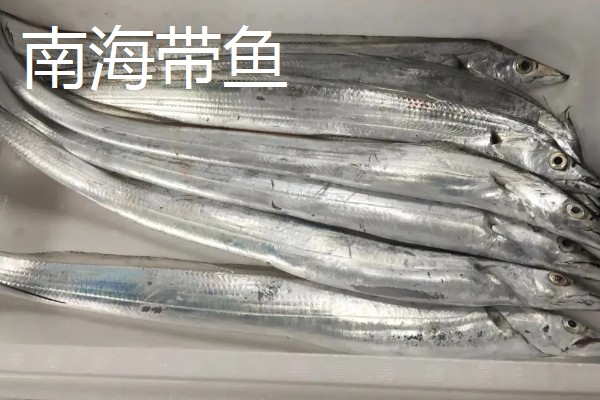 圣甜翡月玉米品种简介，属鲜食甜玉米品种