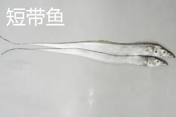 西瓜坐果期怎么浇水施肥，增施氮肥和钾肥可促进果实膨大