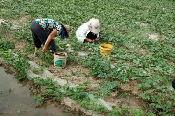 西瓜坐果期怎么浇水施肥，增施氮肥和钾肥可促进果实膨大