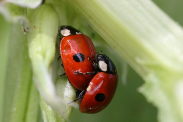 碧玉莲的繁殖方法，以播种、扦插、分株为主