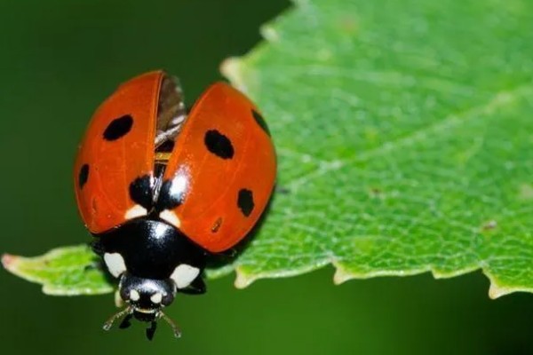 碧玉莲的繁殖方法，以播种、扦插、分株为主