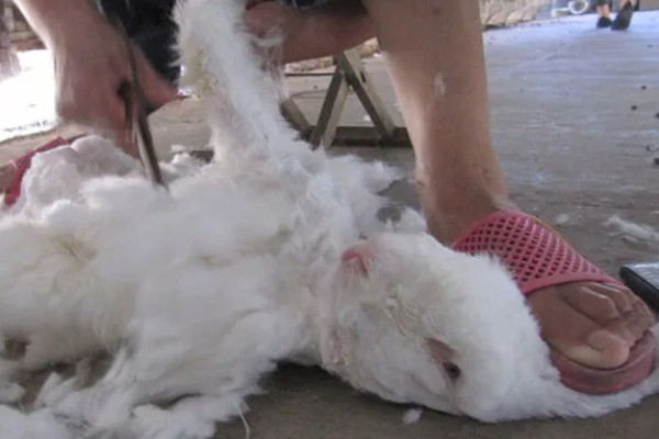 给长毛兔拔毛要注意什么，天气炎热时不能拔毛