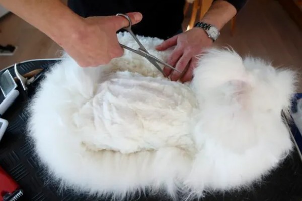 给长毛兔拔毛要注意什么，天气炎热时不能拔毛