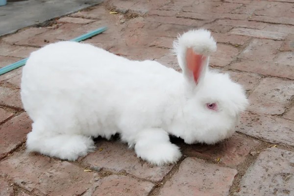 给长毛兔拔毛要注意什么，天气炎热时不能拔毛