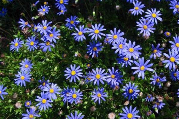 蓝色雏菊有什么花语，代表忧郁忧愁、可爱小巧等含义