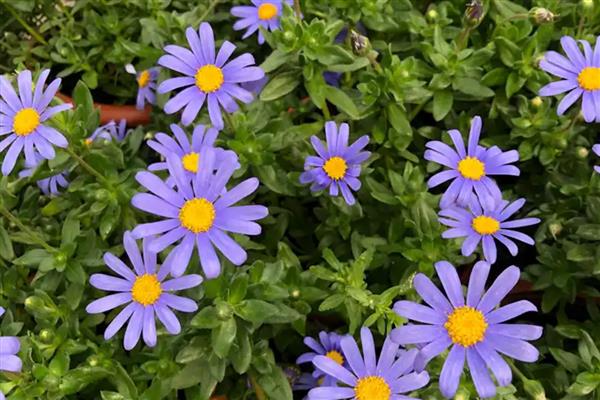 蓝色雏菊有什么花语，代表忧郁忧愁、可爱小巧等含义