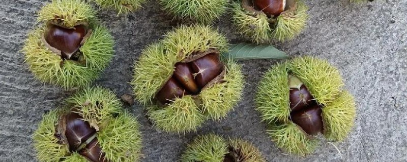 蓝色雏菊有什么花语，代表忧郁忧愁、可爱小巧等含义