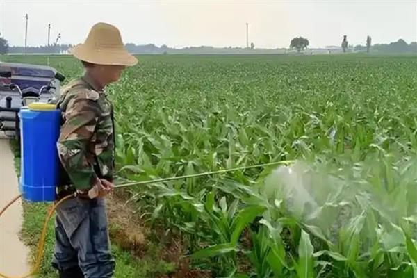 迎春花怎么养殖，每隔半个月追施一次氮肥