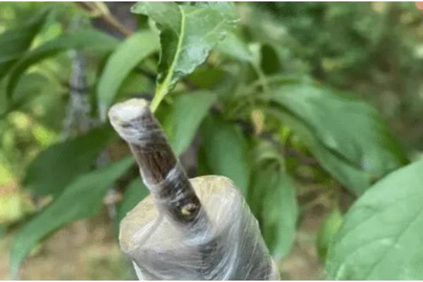 迎春花怎么养殖，每隔半个月追施一次氮肥