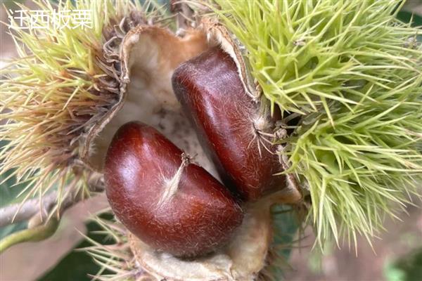 迎春花怎么养殖，每隔半个月追施一次氮肥