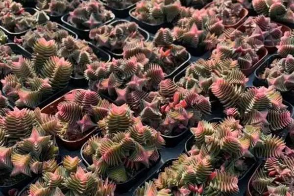 迎春花怎么养殖，每隔半个月追施一次氮肥