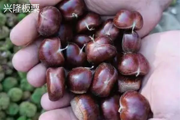 绥龙5号水稻种子介绍