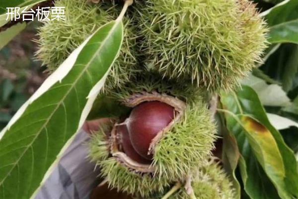 绥龙5号水稻种子介绍