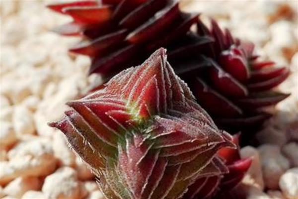 苗稻43水稻种子简介