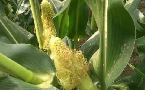 被蜜蜂蛰了是鸿运当头的迷信说法，实际应尽快处理伤口