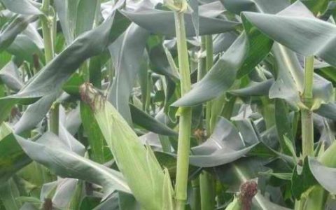 杉两优665水稻种子特征特性及籼型两系杂交水稻品种优势分析