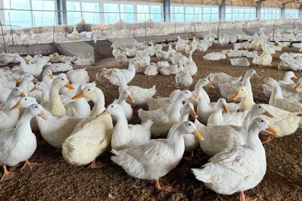 饲养肉鸭怎么搭配饲料，一般用玉米、菜饼、麸皮等材料去配制