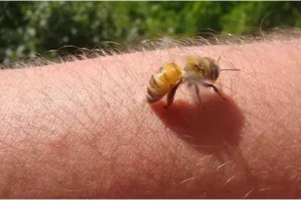 饲养肉鸭怎么搭配饲料，一般用玉米、菜饼、麸皮等材料去配制