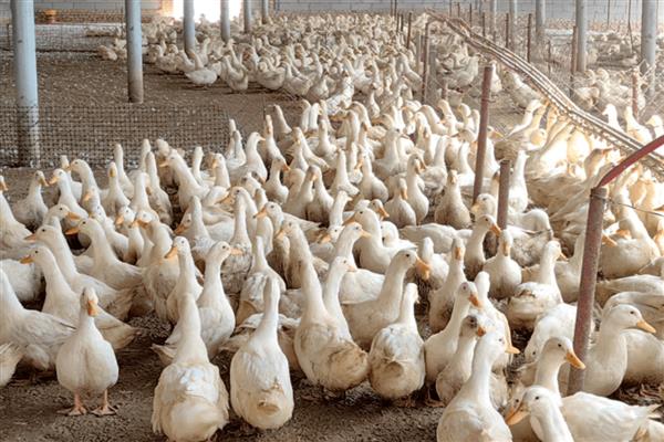 饲养肉鸭怎么搭配饲料，一般用玉米、菜饼、麸皮等材料去配制