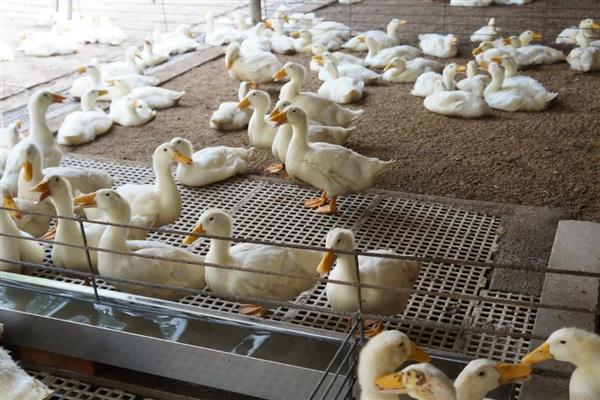 饲养肉鸭怎么搭配饲料，一般用玉米、菜饼、麸皮等材料去配制