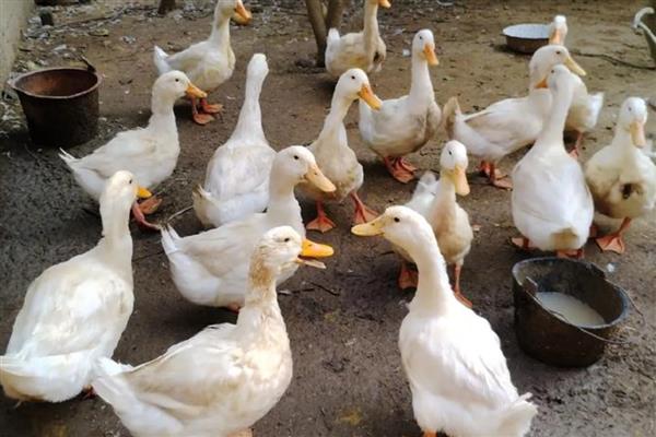 饲养肉鸭怎么搭配饲料，一般用玉米、菜饼、麸皮等材料去配制
