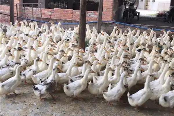 饲养肉鸭怎么搭配饲料，一般用玉米、菜饼、麸皮等材料去配制