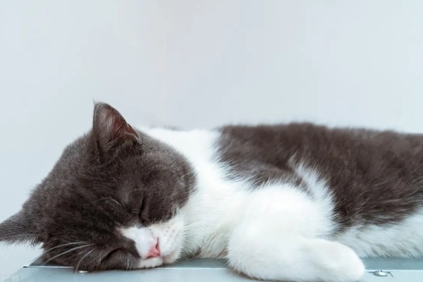 修剪驴蹄会不会产生痛感，驴蹄末端不含神经不会感到疼痛