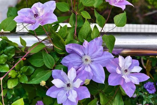 有什么四季常青的爬藤植物，常见长春蔓、常春藤等品种