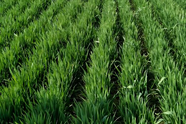 羊有什么特点，喜欢成群活动