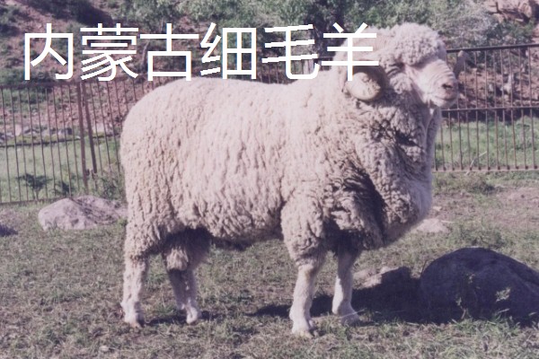 羊有什么特点，喜欢成群活动