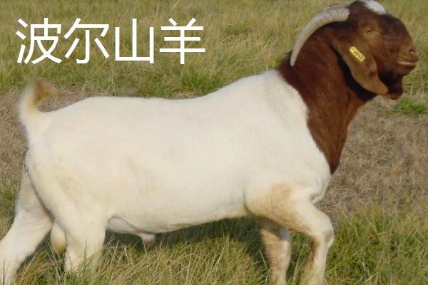 羊有什么特点，喜欢成群活动