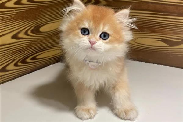 猫为什么会患上脂肪肝，原发性脂肪肝没有明显诱因