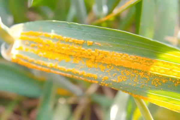 蒲公英的病害防治方法，不同病害的防治方法不同