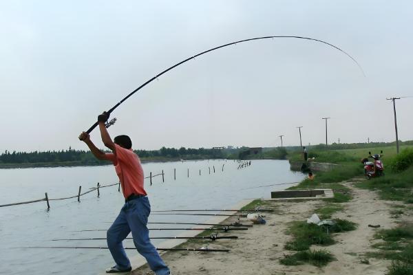 蒲公英的病害防治方法，不同病害的防治方法不同