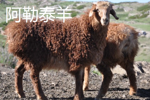 蒲公英的病害防治方法，不同病害的防治方法不同