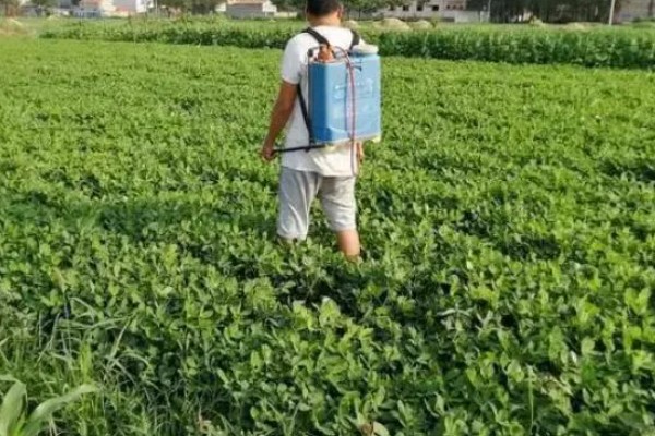 绣球花怎么分株，在早春进行为佳