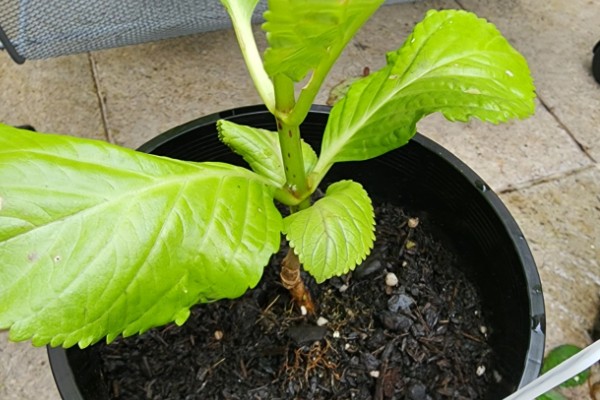 绣球花怎么分株，在早春进行为佳