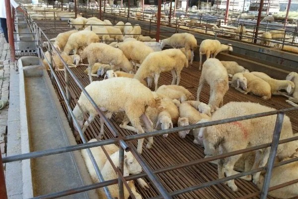 绣球花怎么分株，在早春进行为佳