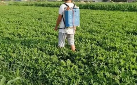 小麦条锈病发病症状：叶面出现鲜黄色夏孢子堆