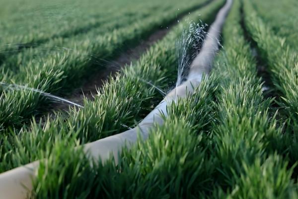 小麦条锈病的发病症状，叶面出现鲜黄色夏孢子堆