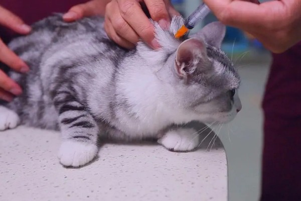 辣椒猝倒病的原因，土壤湿度大所致