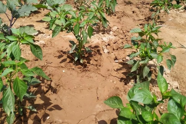辣椒猝倒病的原因，土壤湿度大所致