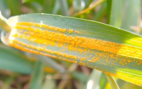 薄荷夏季养殖技巧，每天浇水保持湿润