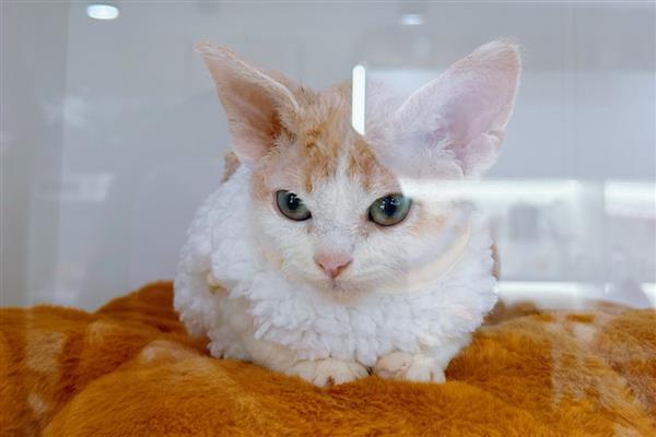 花生长出几片叶打除草剂，长出3片真叶、杂草处于2-4叶期适合打药