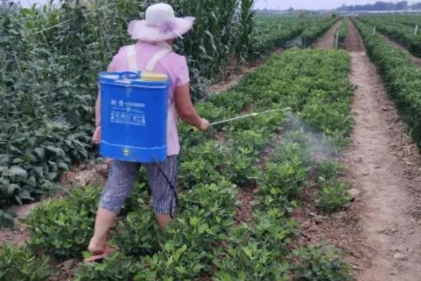 花生长出几片叶打除草剂，长出3片真叶、杂草处于2-4叶期适合打药