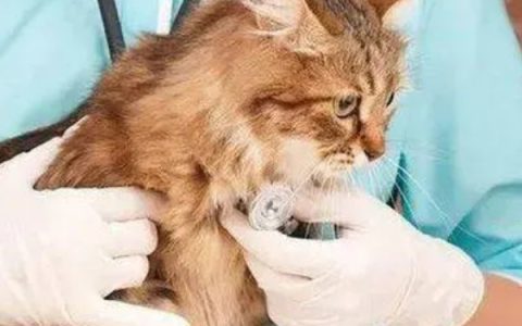 黄瓜霜霉病防治方法：交替喷施百菌清、甲霜灵锰锌等药物